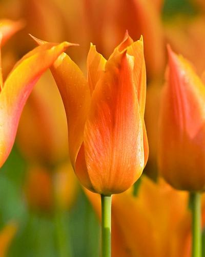 Tulipa Ballerina