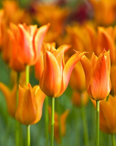 Tulipa Ballerina