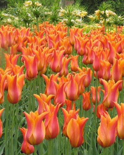 Tulipa Ballerina