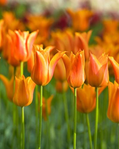 Tulipa Ballerina