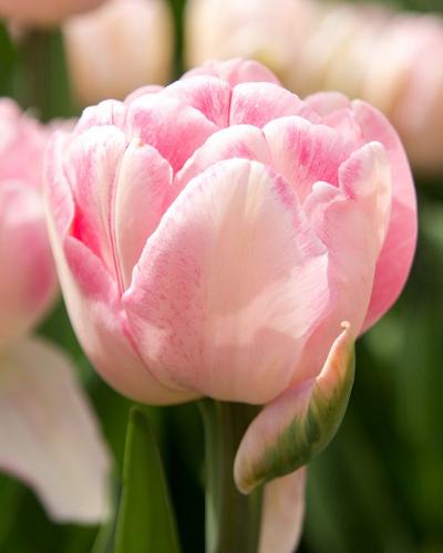 Tulpe Foxtrot