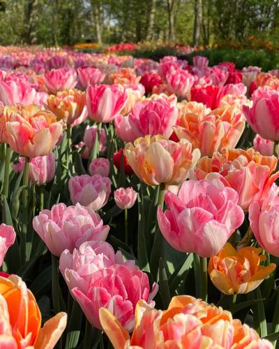 Tulpe Foxtrot