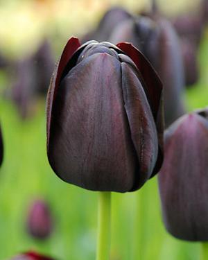 Tulipa Queen of the Night