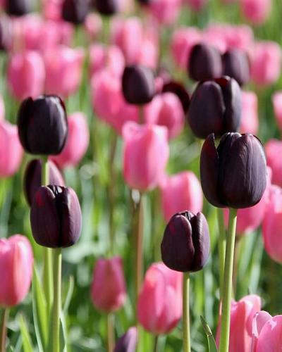 Tulpe Queen of the Night