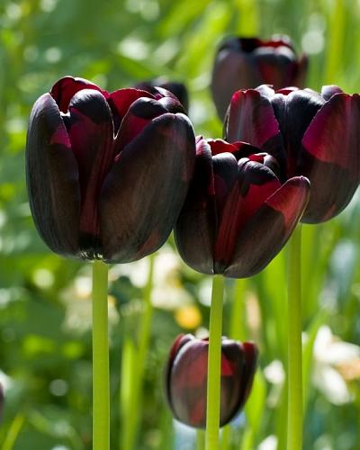 Tulpe Queen of the Night