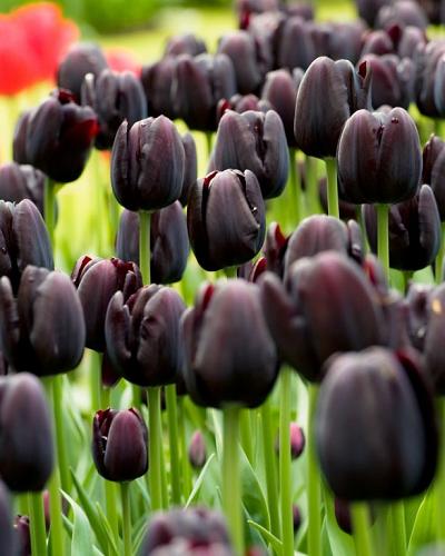 Tulipa Queen of the Night