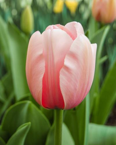 Tulipa Salmon Impression