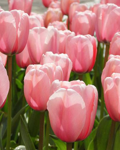 Tulipa Salmon Impression