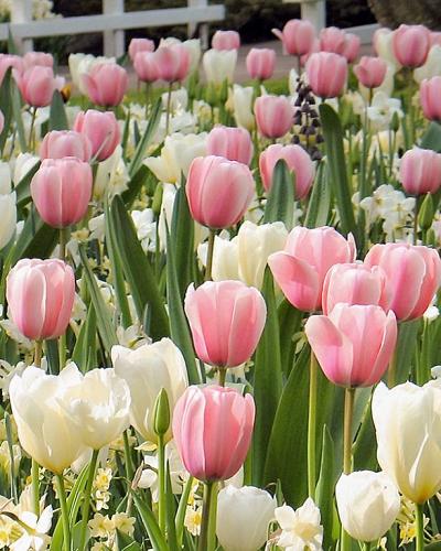 Tulipa Salmon Impression