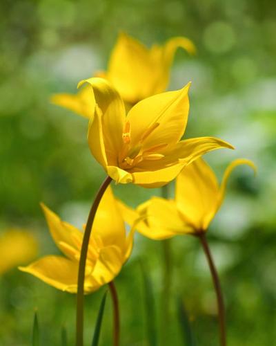 Tulpe sylvestris