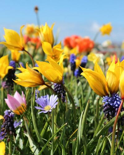 Tulpe sylvestris