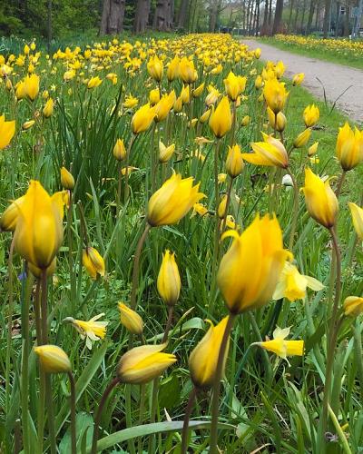 Tulpe sylvestris
