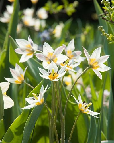 Tulipa turkestanica