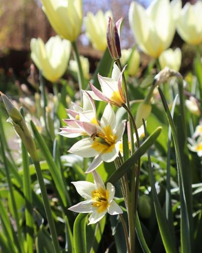 Tulipa turkestanica