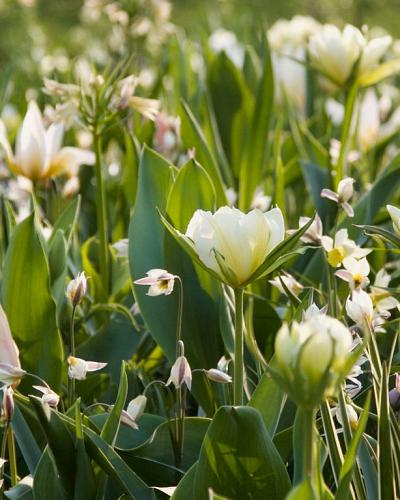 Tulipa turkestanica