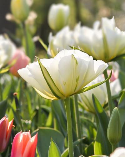 Tulipa White Valley