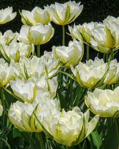 Tulipa White Valley