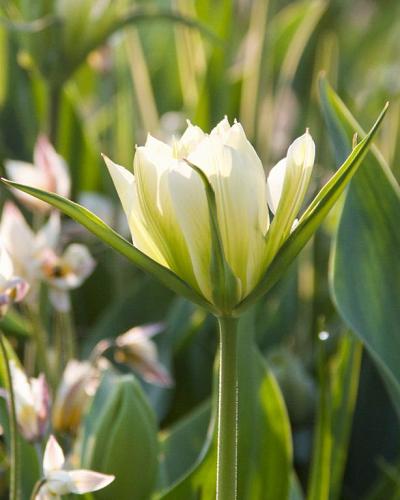 Tulipa White Valley