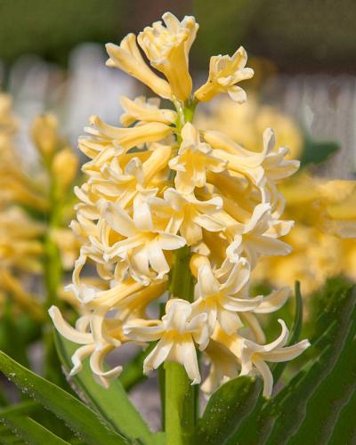 Hyacinthus Yellowstone