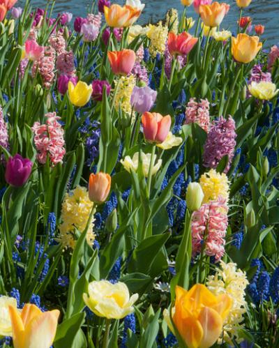 Hyacinthus Yellowstone