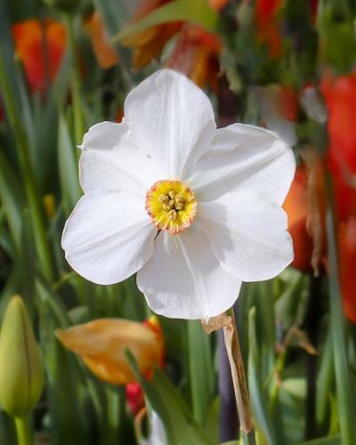 Narcissus recurvus