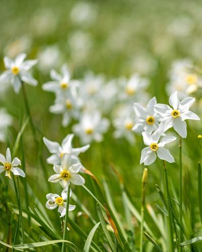 Narcissus recurvus