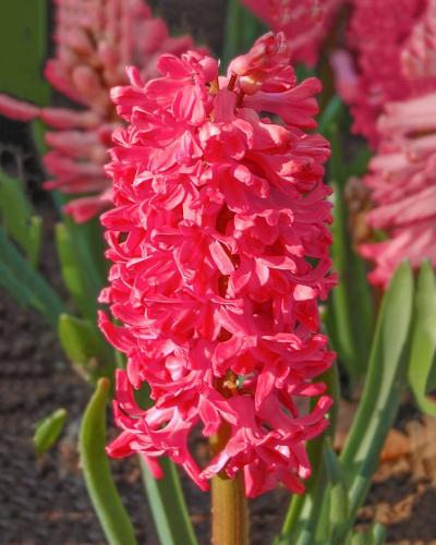 Hyacinthus Jan Bos