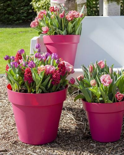 Hyacinthus Jan Bos