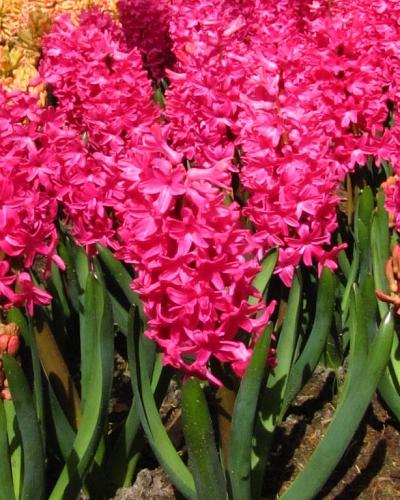 Hyacinthus Jan Bos