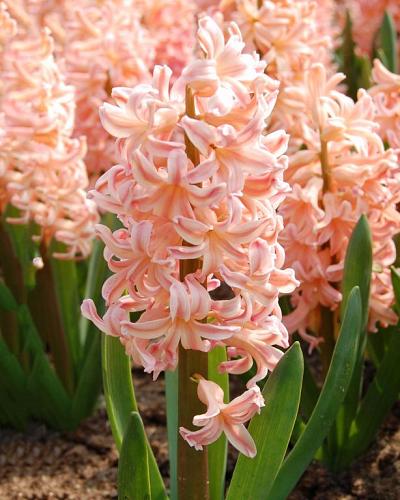 Hyacinthus Gipsy Queen