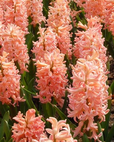 Hyacinthus Gipsy Queen