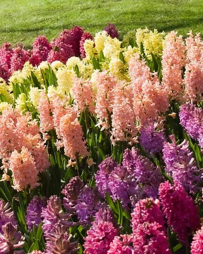 Hyacinthus Gipsy Queen