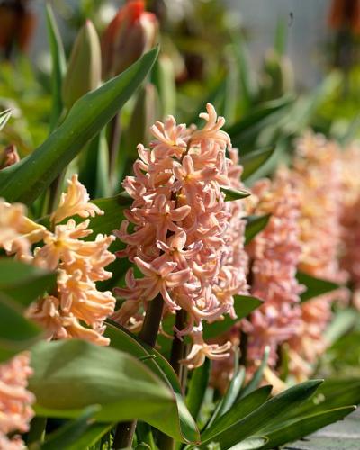 Hyacinthus Gipsy Queen