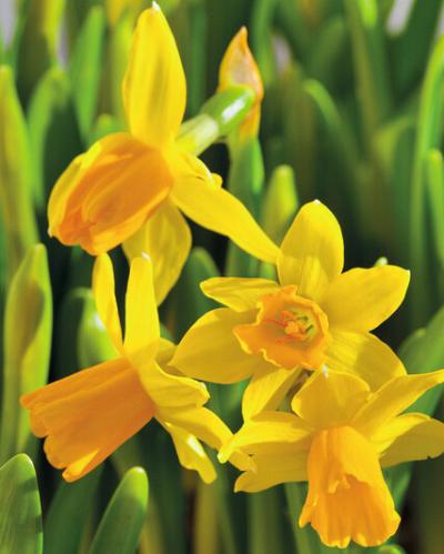 Narcissus Tête-à-Tête 