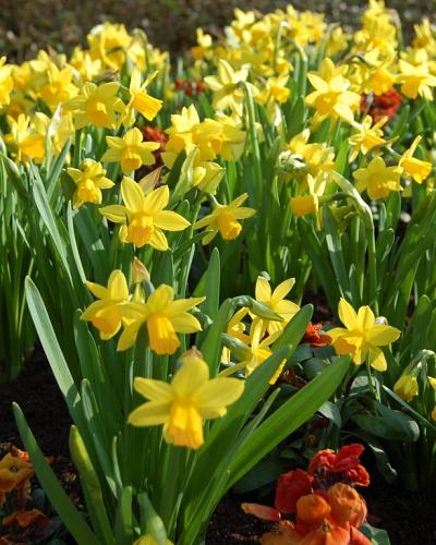Narcissus Tête-à-Tête 