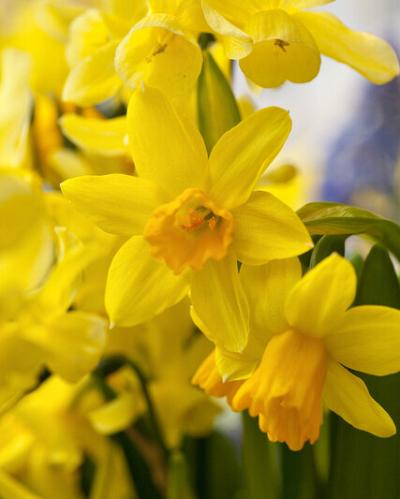 Narcissus Tête-à-Tête 