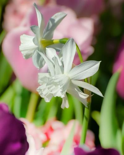 Narcissus Thalia