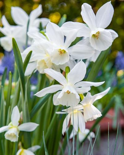 Narcissus Thalia