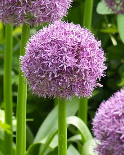 Allium Globemaster