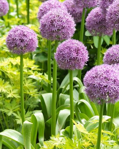 Allium Globemaster