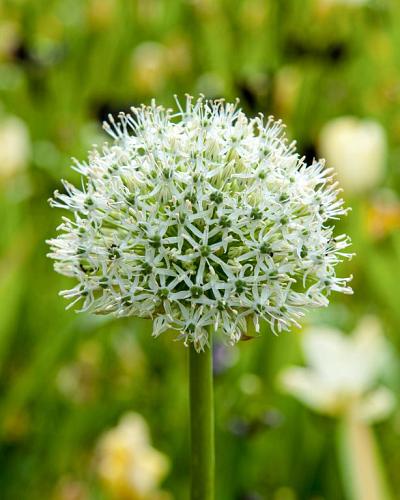 Allium Mount Everest