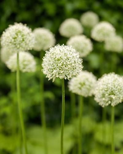 Allium Mount Everest