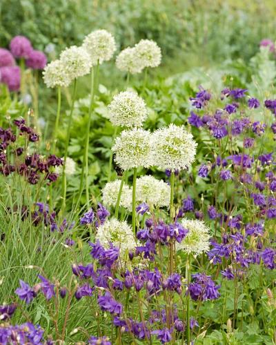 Allium Mount Everest