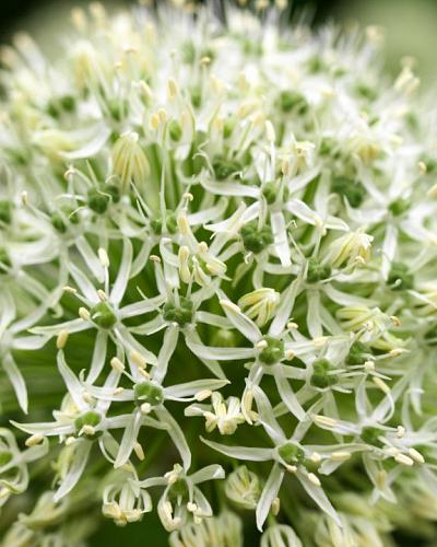 Allium Mount Everest