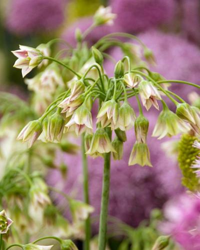 Allium Nectaroscordum