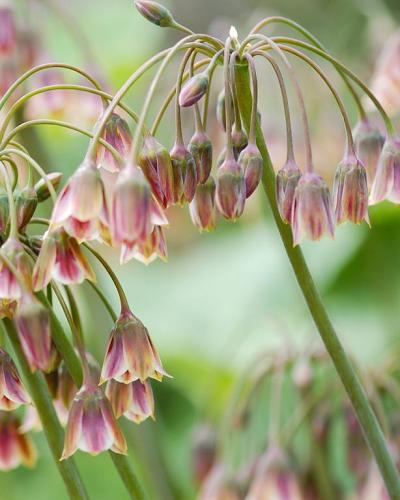 Allium Nectaroscordum