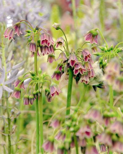 Allium Nectaroscordum