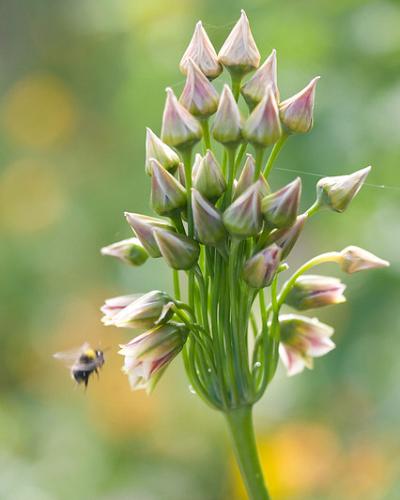 Allium Nectaroscordum