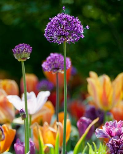 Allium Purple Sensation