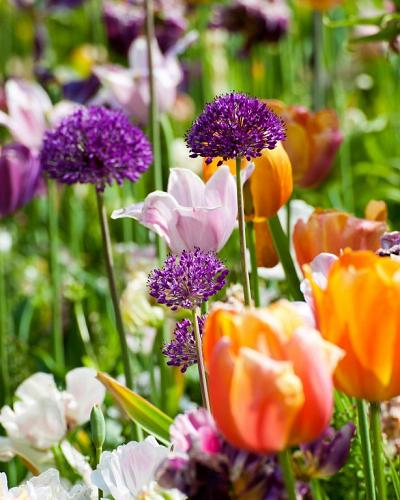 Allium Purple Sensation